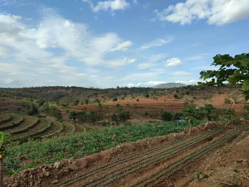 Solar Irrigation Pumping for a Horticulture Farm